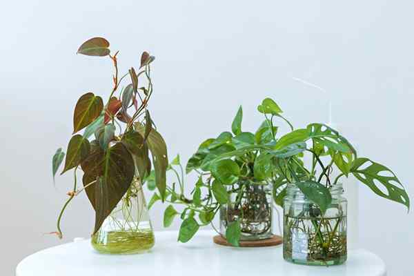 14 plantas domésticas que crescem na água, para que você possa abandonar a sujeira