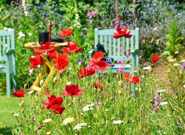 17 tipos de flores silvestres que todos los jardineros deben saber