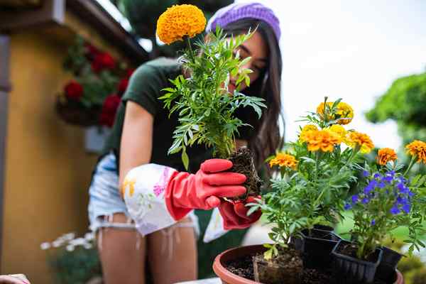 23 jährliche Blumen, die jeder Heimatschaft einen Hauch von Persönlichkeit verleihen