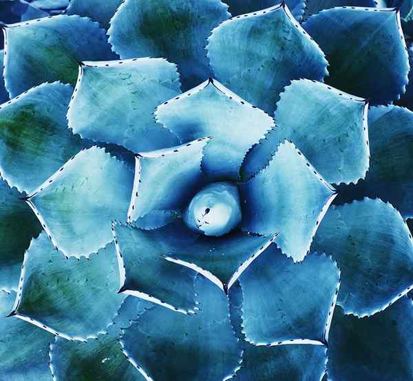 25 jenis succulents yang membuat houseplants hebat