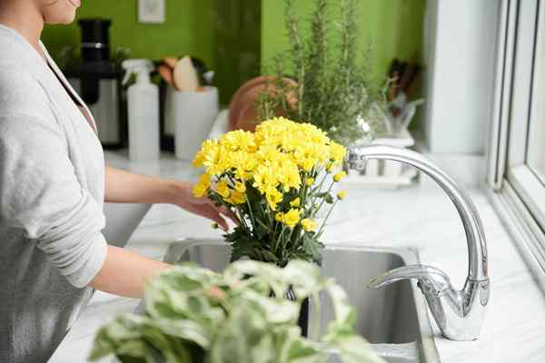 6 Möglichkeiten, um Blumen länger frisch zu halten