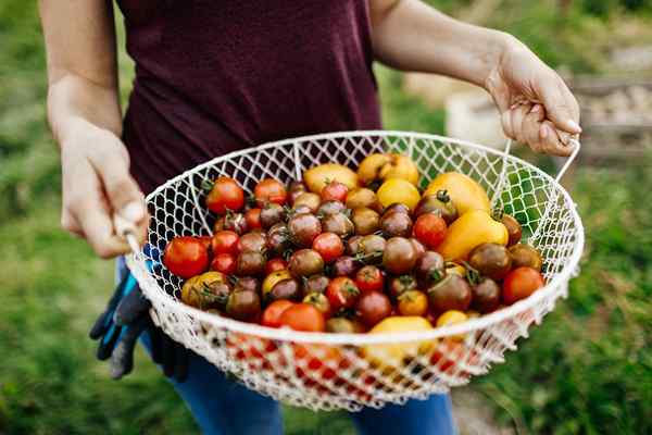 8 Arten von Tomaten Alle Hausgärtner sollten es wissen