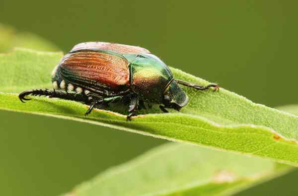 9 façons de débarrasser votre jardin de coléoptères japonais