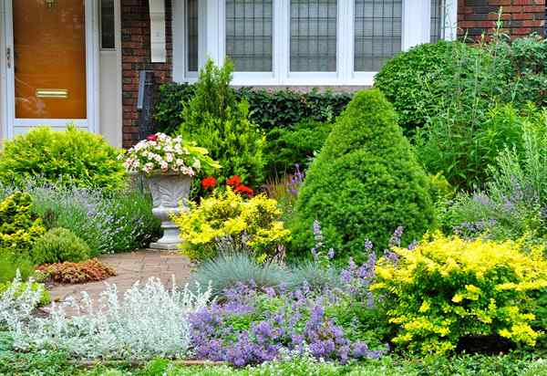 Aumente a segurança da sua casa, adicionando essas plantas espinhosas à sua paisagem