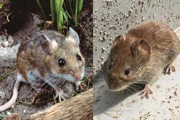 Ratón de la casa vs. Ratón de ciervo ¿Cuál es la diferencia??