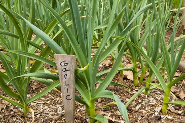 Wie und wann man Knoblauch pflanzt