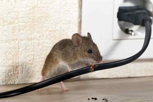 Combien coûte un exterminateur de souris?