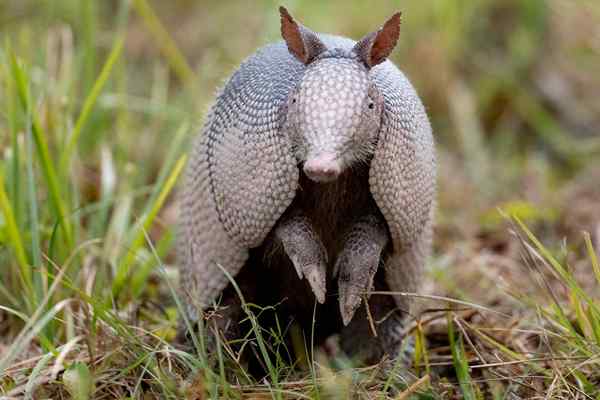 Cara Menghilangkan Armadillos