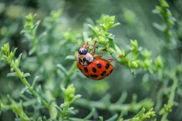 Wie man asiatische Käfer loswerden