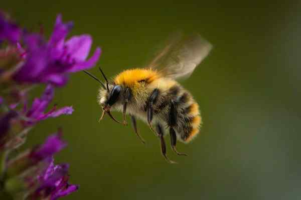 Cómo deshacerse de las abejas (sin dañarlas)