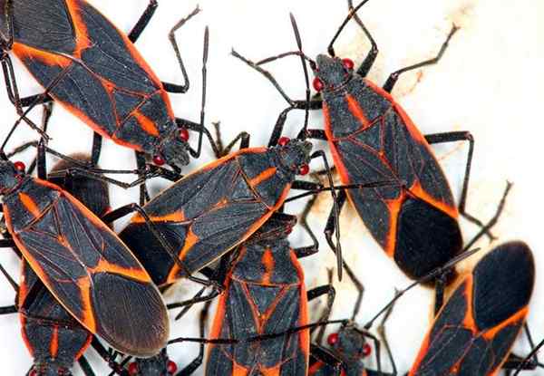 Cómo deshacerse de Boxelder Bugs