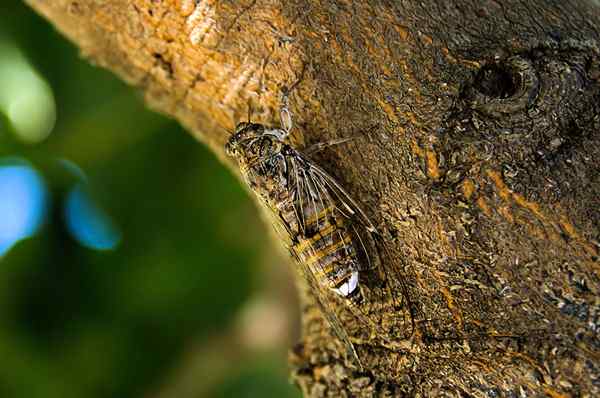 Cara Menghilangkan Cicadas