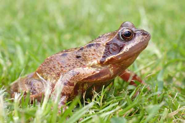 Cara menyingkirkan katak