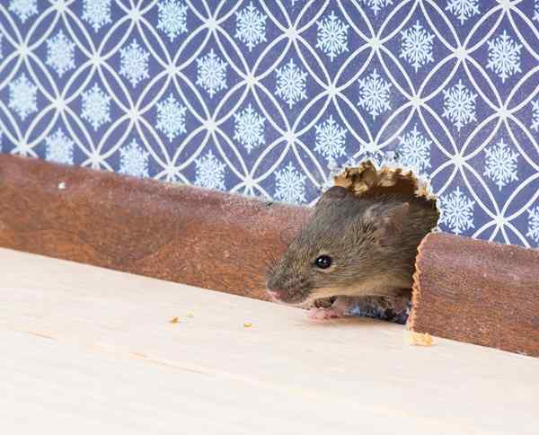 Cara menghilangkan tikus untuk kebaikan dalam 14 langkah