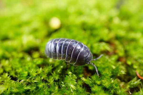 Comment se débarrasser des insectes de pilules