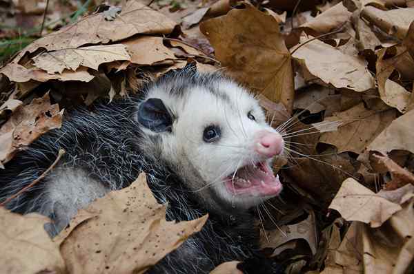 Comment se débarrasser des opossums ou des opossums dans votre maison ou votre cour