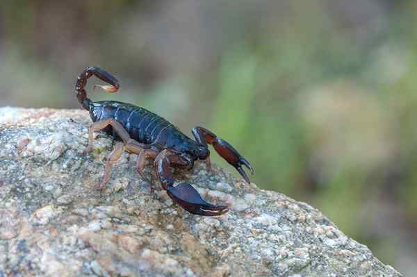 Comment se débarrasser des scorpions