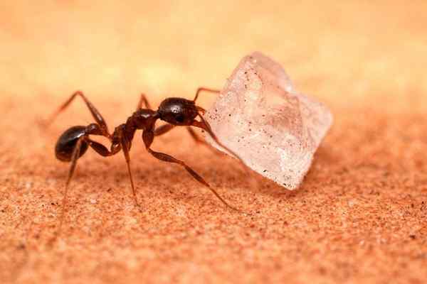 Comment se débarrasser des fourmis de sucre 5 étapes à prendre