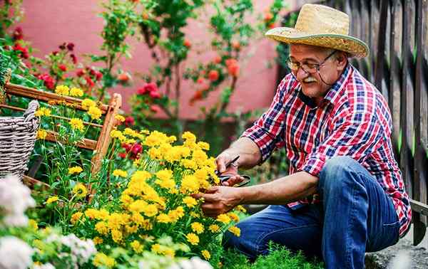 Cómo cultivar un jardín de flores cortado en casa