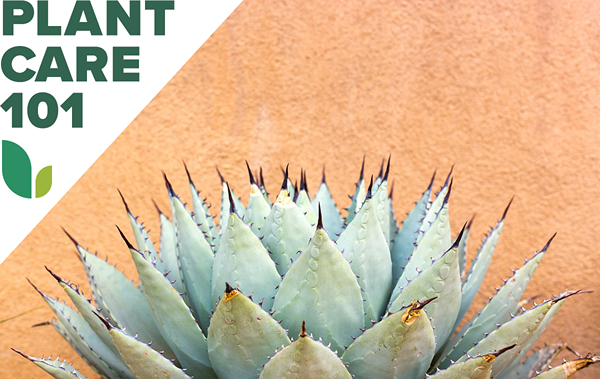 Comment cultiver l'agave