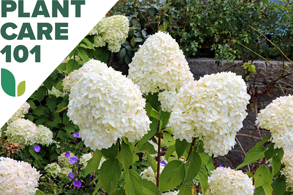 Cara Menumbuhkan Hydrangeas