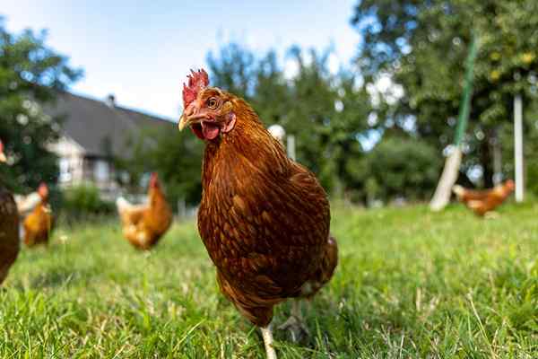 Cómo mantener su rebaño en el patio a salvo de la gripe mortal a las aves