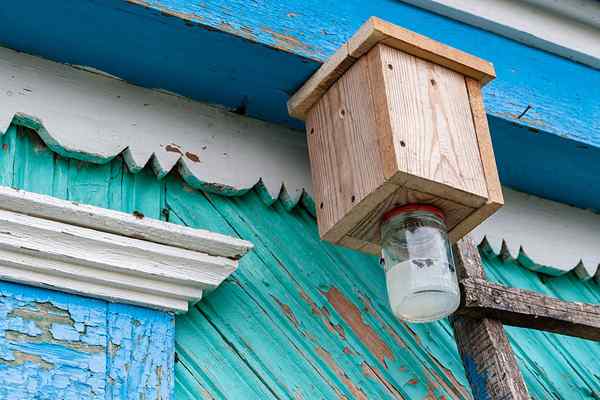 Cómo hacer una trampa de abejas carpinteras