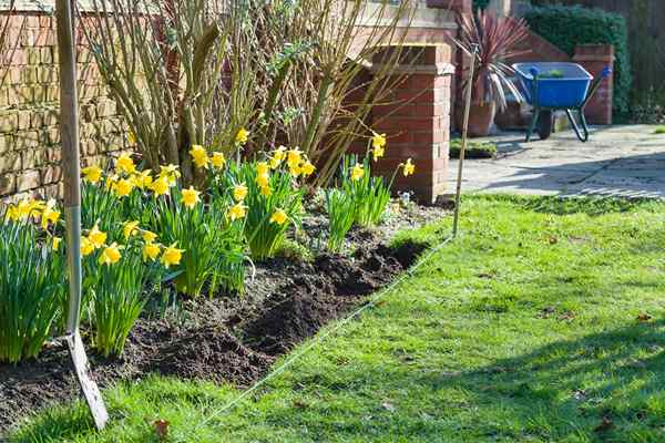 Como plantar e cuidar de narcisos em seu jardim