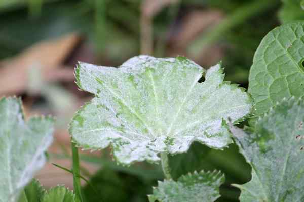 Moho polvoriento cómo prevenir y tratar este problema de planta común