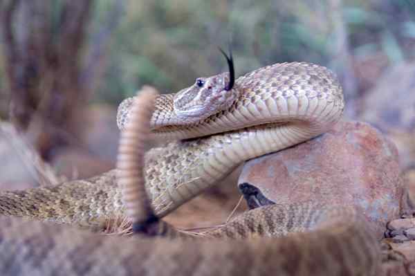 Rattlesnakes di rumah anda? Inilah caranya untuk menghilangkannya-dan jelaskannya