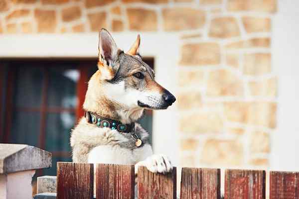 Resolvido! Ter um cachorro deter ladrões?