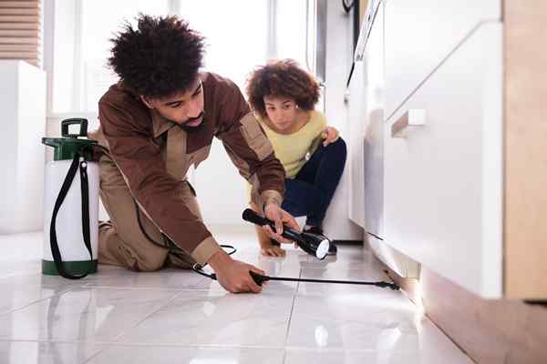 Résolu! L'assurance des propriétaires couvre-t-elle les dégâts des termites?