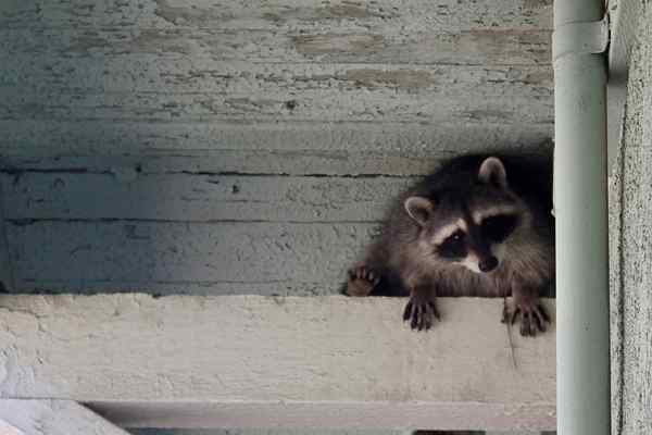 Diselesaikan! Inilah yang perlu dilakukan mengenai raccoon di loteng