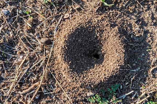 Resuelto! Esto es lo que debe hacer con los agujeros de las serpientes en el patio