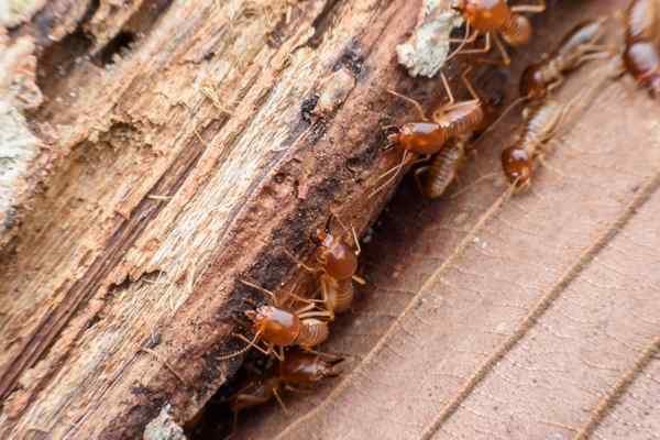 Résolu! Quels sont les signes des termites?