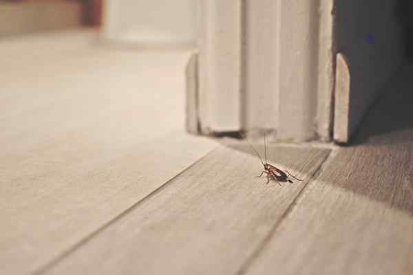 Résolu! Quels sont les petits, minuscules insectes bruns dans ma maison?