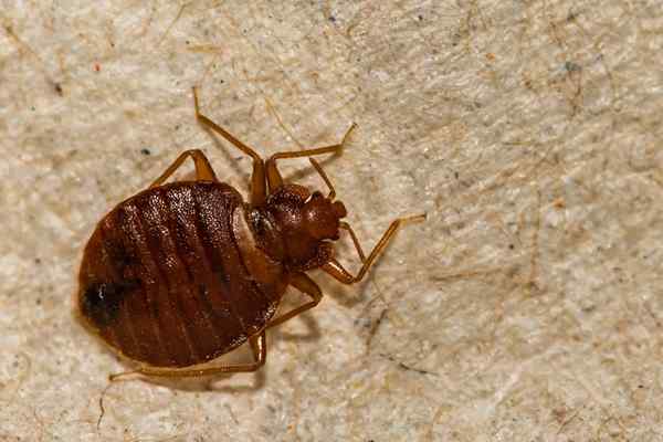 Résolu! Quels sont ces insectes qui ressemblent à des punaises de lit dans ma maison?