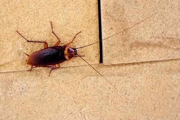 Terselesaikan! Bug apa yang terlihat seperti kecoak di rumah saya?