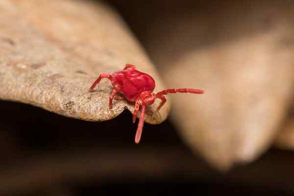 Diselesaikan! Apakah pepijat merah kecil ini di rumah saya?