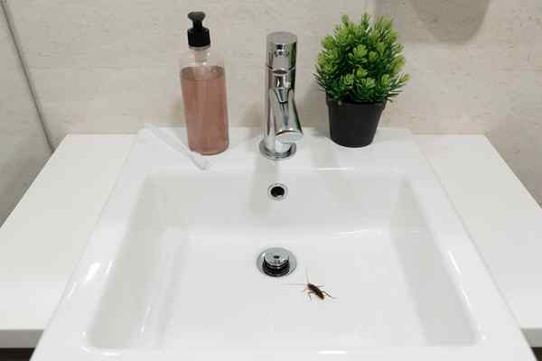 Résolu! Quels sont ces minuscules insectes noirs dans la salle de bain?