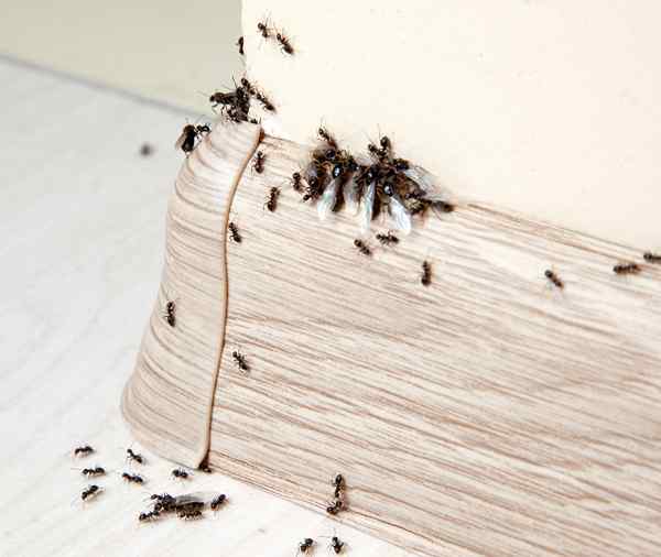 Résolu! Ce qui attire des fourmis à votre maison