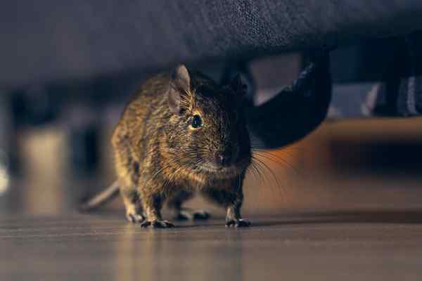 Résolu! Qu'est-ce qui attire des souris, et comment garder les souris hors de ma maison?