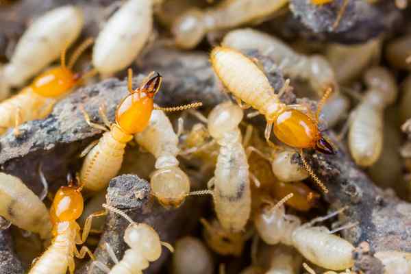 Résolu! À quoi ressemblent les termites?