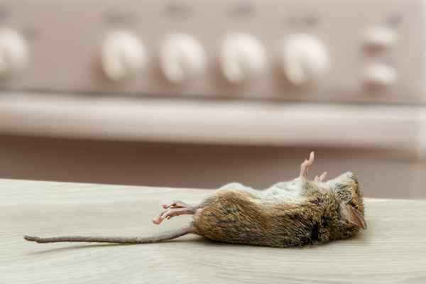 Résolu! Que sent une souris morte, et cela signifie une infestation?