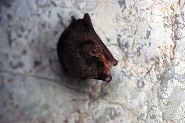 Résolu! À quoi ressemble le caca de chauve-souris?