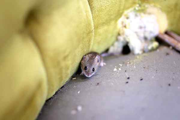 Résolu! À quoi ressemble le caca de souris?