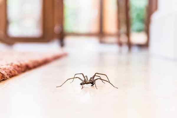 Resolvido! Por que existem tantas aranhas na minha casa?