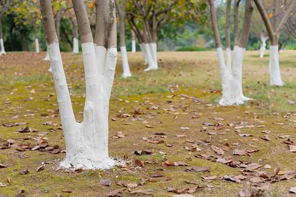 Résolu! Pourquoi les arbres sont-ils peints blancs?