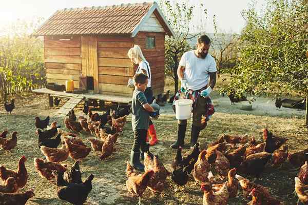 Sebilangan pemilik rumah tidak pernah bimbang tentang harga telur di sini bagaimana mereka melakukannya