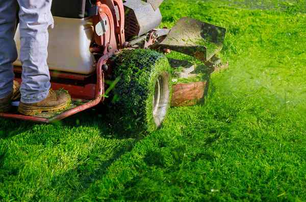 Sunday Lawn Care VS. TRUGREEN Layanan perawatan rumput mana yang harus Anda pilih di tahun 2023?